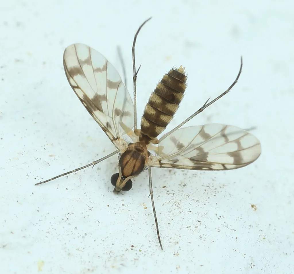 Proceroplatus elegans - photo 2