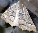 Prochoerodes amplicineraria - Hodges#6978