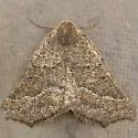 Prochoerodes amplicineraria - Hodges#6978 - photo 4