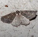 Prochoerodes amplicineraria - Hodges#6978 - photo 5