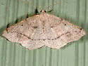 Prochoerodes forficaria - Hodges#6981