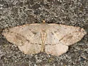 Prochoerodes forficaria - Hodges#6981 - photo 2