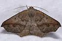 Prochoerodes forficaria - Hodges#6981 - photo 3