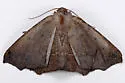 Prochoerodes forficaria - Hodges#6981 - photo 4