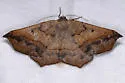 Prochoerodes forficaria - Hodges#6981 - photo 5