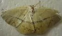 Prochoerodes olivata - Hodges#6983