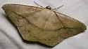 Prochoerodes olivata - Hodges#6983 - photo 2