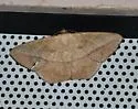 Prochoerodes olivata - Hodges#6983 - photo 4