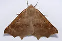 Prochoerodes truxaliata - Hodges#6977