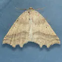 Prochoerodes truxaliata - Hodges#6977 - photo 2