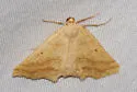Prochoerodes truxaliata - Hodges#6977 - photo 4
