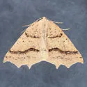Prochoerodes truxaliata - Hodges#6977 - photo 5
