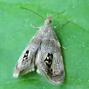 Prochoreutis extrincicella - Hodges#2632