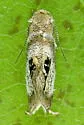Prochoreutis extrincicella - Hodges#2632 - photo 2