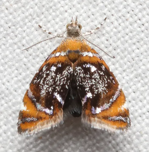 Skullcap Skeletonizer Moth