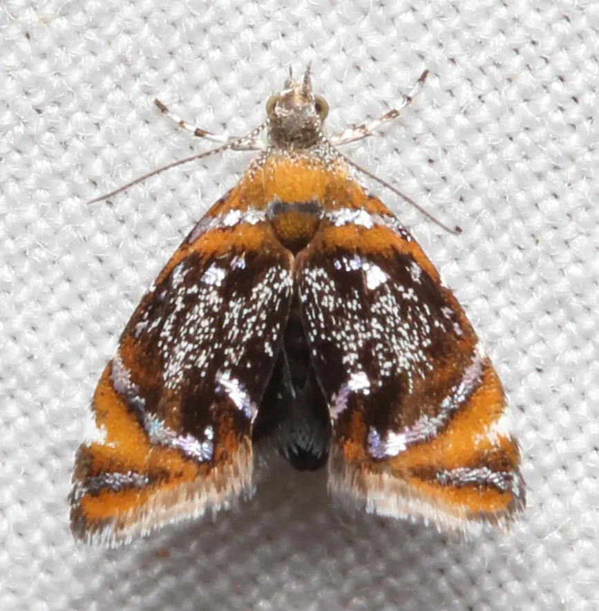 Skullcap Skeletonizer Moth - photo 3