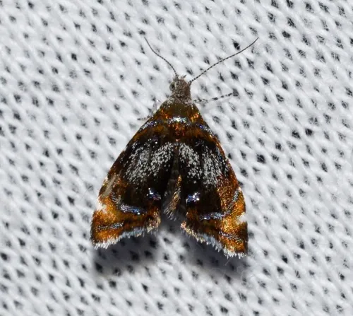 Skullcap Skeletonizer Moth - photo 5
