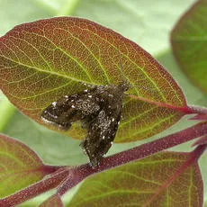 Prochoreutis myllerana
