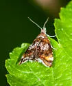 Prochoreutis palinura - Hodges#2629.1