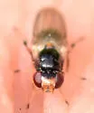 Prochyliza brevicornis