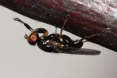 Prochyliza varipes