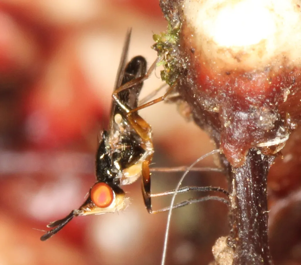 Prochyliza xanthostoma - photo 2