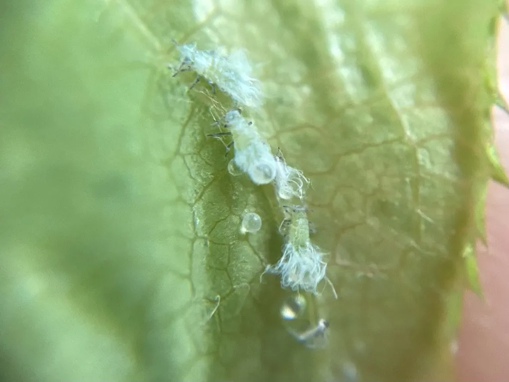Prociphilus caryae - photo 2
