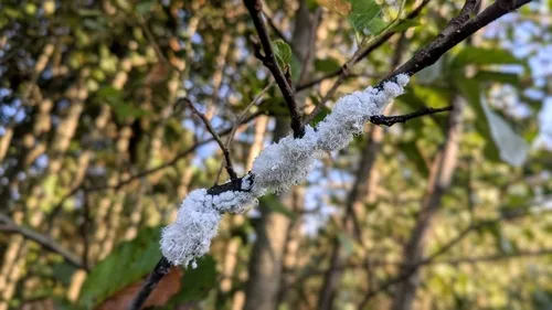 Woolly Alder Aphid - photo 2