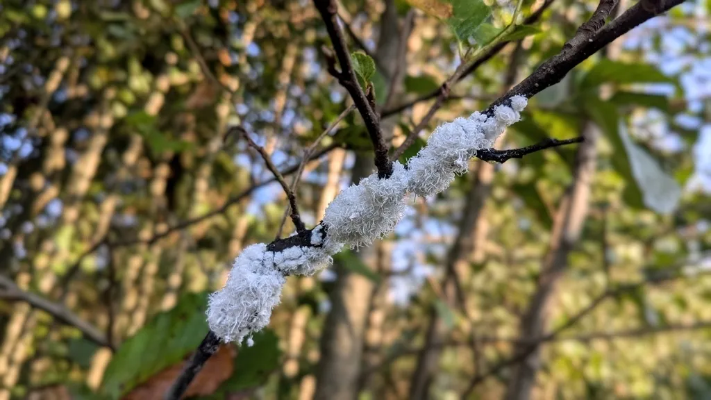 Woolly Alder Aphid - photo 3