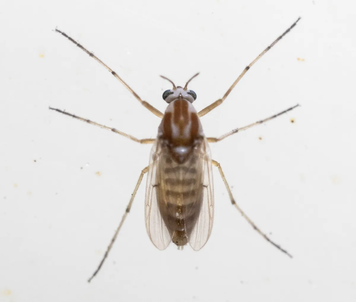 Procladius bellus