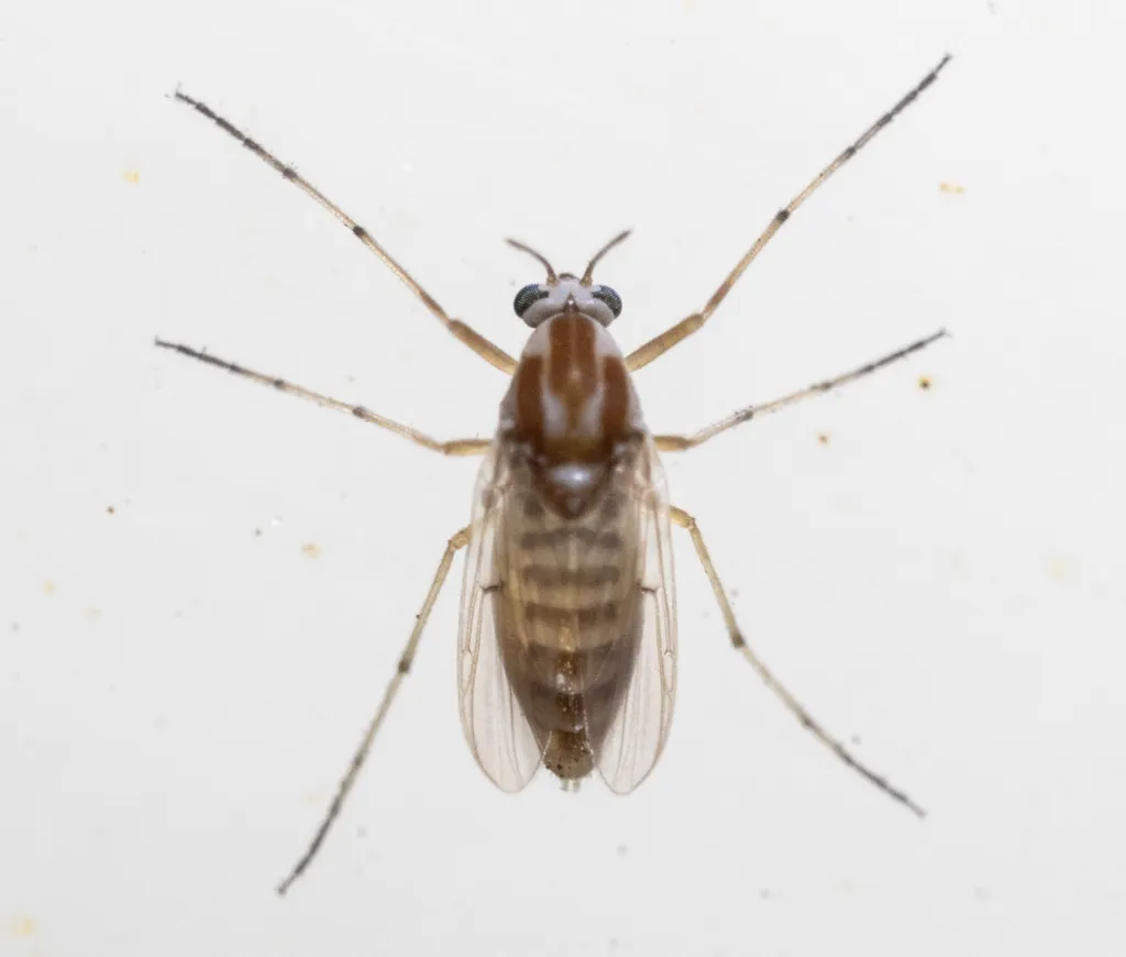 Procladius bellus - photo 2