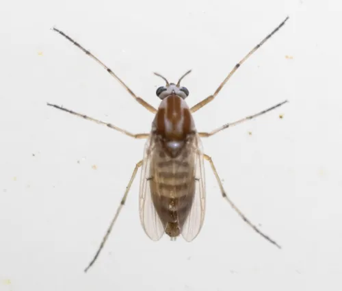 Procladius bellus - photo 3