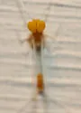 Procloeon nelsoni - photo 2