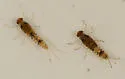 Procloeon rubropictum