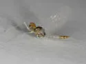Procloeon viridoculare