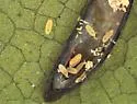 Banana-shaped Scale - photo 2
