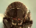 Procryphalus utahensis - photo 2