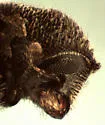 Procryphalus utahensis - photo 3