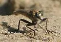 Proctacanthella cacopiloga