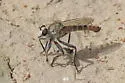 Proctacanthella cacopiloga - photo 2