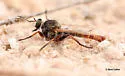 Proctacanthella cacopiloga - photo 3
