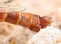 Proctacanthella cacopiloga - photo 4