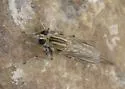 Proctacanthella exquisita
