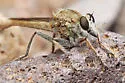 Proctacanthella exquisita - photo 2