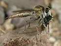 Proctacanthella exquisita - photo 4