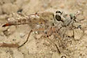 Proctacanthella leucopogon