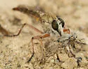 Proctacanthella leucopogon - photo 2