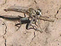 Proctacanthella leucopogon - photo 3
