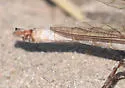 Proctacanthella leucopogon - photo 4