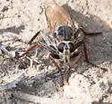 Proctacanthella leucopogon - photo 5